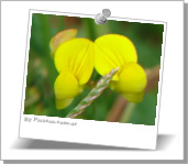 Lotus tenuis, cormiculatus