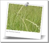 Semillas de Ryegrass Perenne